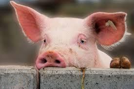 Крымские свиньи вздрогнули от новой вспышки АЧС