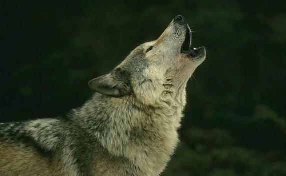 На ЮБК отменили карантин, введенный из-за бешеного волка 