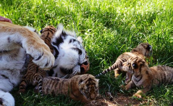 В «Тайгане» родились четыре амурских тигрёнка (фото, видео)