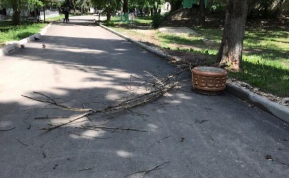 В симферопольском парке сухая ветка упала на двухлетнего ребёнка