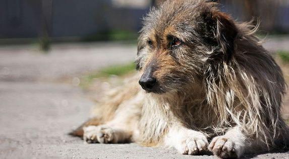 В Севастополе убийца дворовой собаки заплатит 265 тысяч рублей 