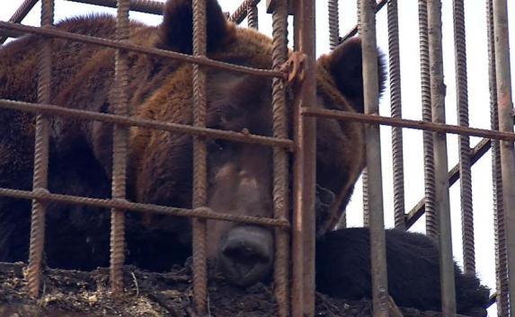 Крым приютит иркутского медведя, которого  использовали для тренировки боевых собак (фото)