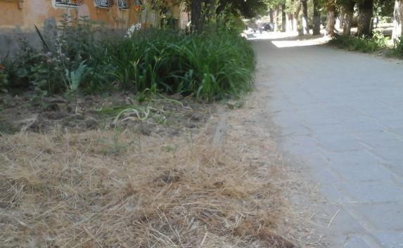 Скошенная трава атакует жителей микрорайона Аршинцево в Керчи (фото)