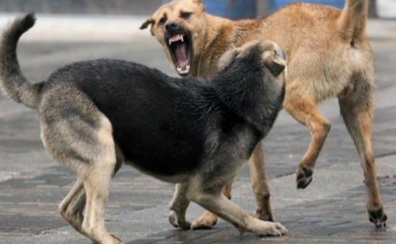 Жителей Феодосии устрашают бродячие собаки