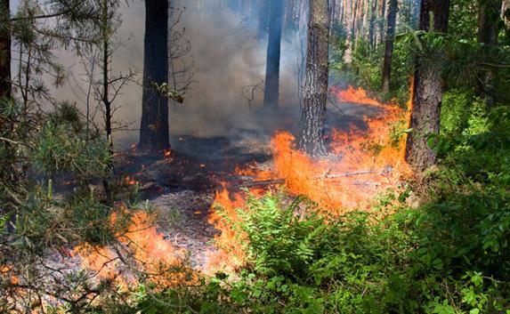 Крымская жара выжгла 24,2 га лесной подстилки