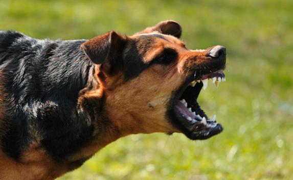 В Севастополе бродячие собаки напали на отдыхающих
