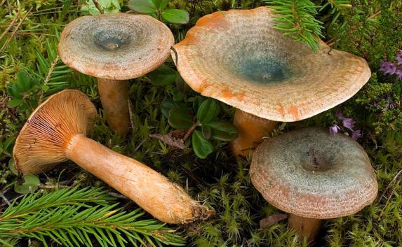 Роспотребнадзор предупредил об опасности употребления крымских грибов