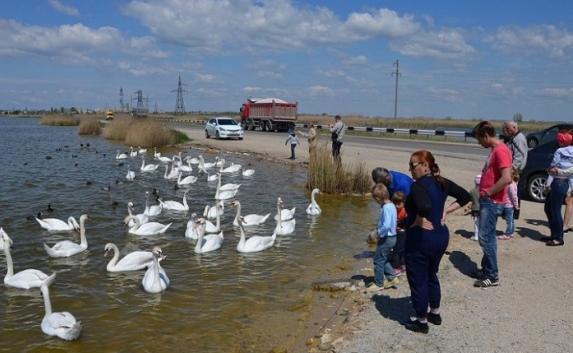 Госавтоинспекция Евпатории запретила туристам кормить лебедей