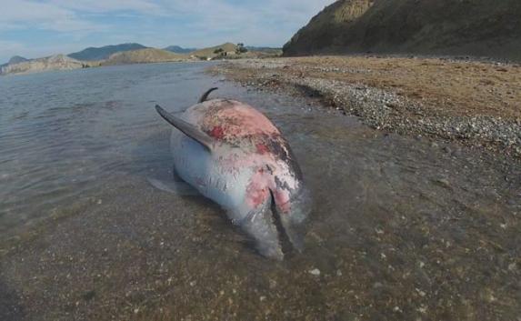 За полгода на побережье  полуострова нашли 217 погибших дельфинов