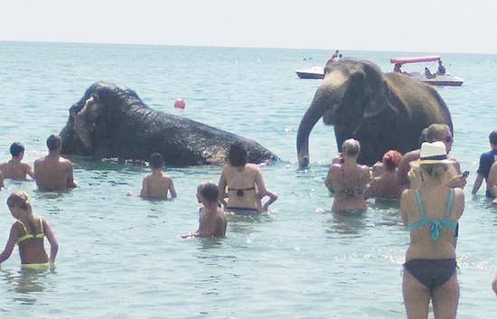 На центральной набережной Евпатории купали слонов (видео)