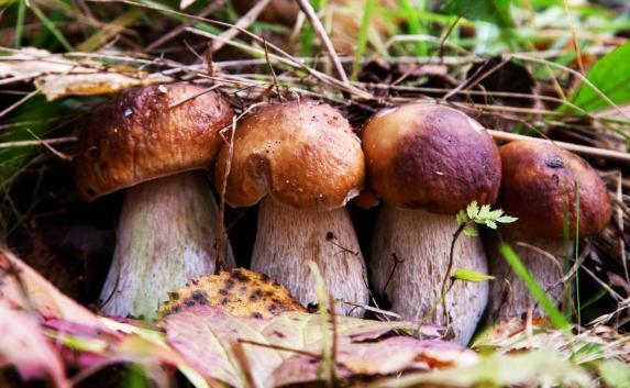 14 человек отравились грибами в крымском монастыре