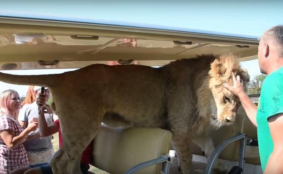 «Любвеобильный» лев залез в машину к туристам в «Тайгане» (видео)