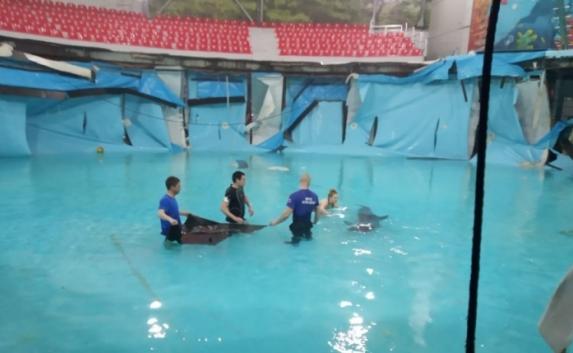 В дельфинарии Алушты МЧС спасли двух дельфинов из лопнувшего бассейна (фото)