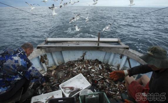 Черноморская «химизмрованная» рыба убивает дельфинов 