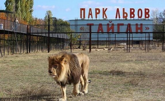В «Тайгане» запретили прогулки со львами