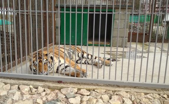 В смерти тигра в Детском парке Симферополя крымчане обвиняют сотрудников зооуголка (фото)
