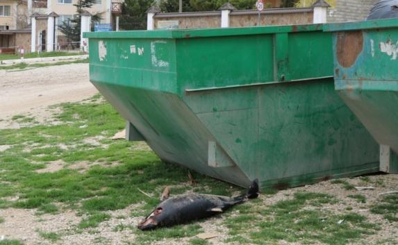 Сотрудники Учкуевского пляжа выбрасывают трупы дельфинов в мусорки (фото)