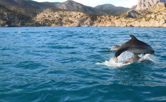 Реабилитационный центр для раненных дельфинов откроют на базе Карадагского заповедника