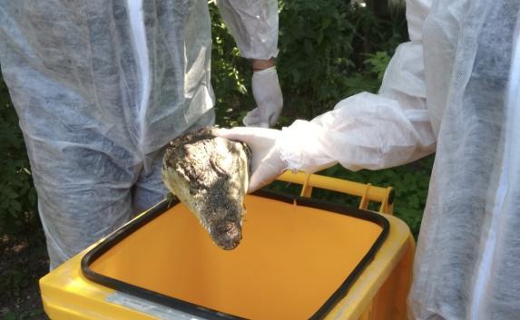 Совсем не слезы: в симферопольском дворе нашли крокодильи головы (фото)