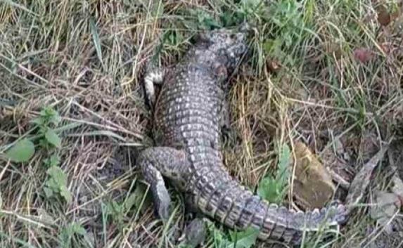Возле школы в Симферополе нашли живого крокодила (фото)