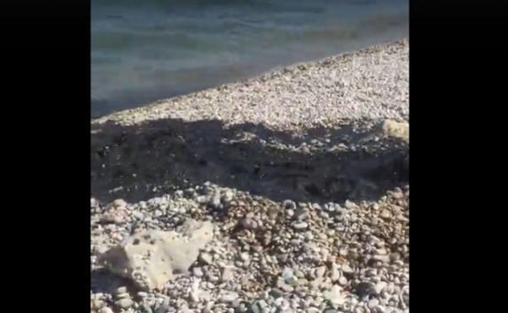 На пляже в Коктебеле нашли «месторождение нефти» (видео)