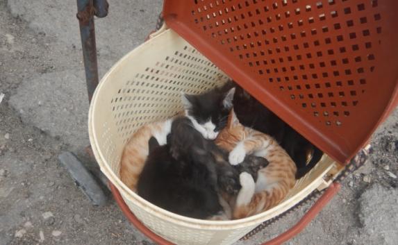 Власти Феодосии заставят бабушку заплатить штраф за продажу котят (фото)