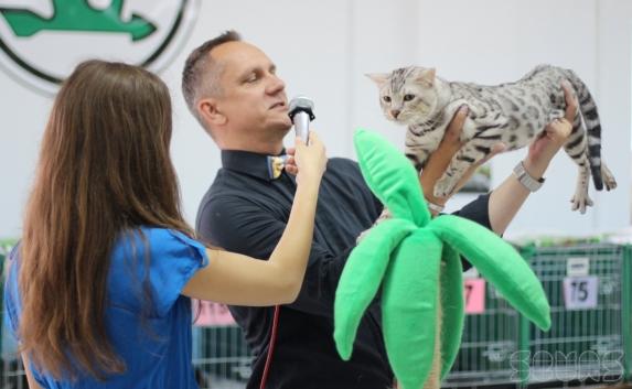 В Севастополе завершилась выставка кошек «Кубок Херсонеса — 2014»