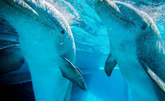 Украина желает вернуть себе крымских боевых дельфинов