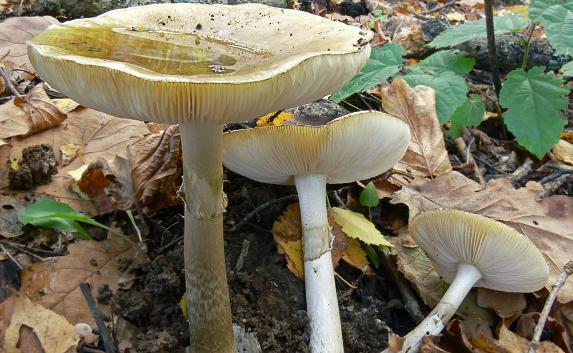 На мысе Сарыч трое туристов отравились грибами