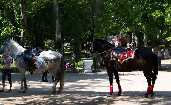 ​В Севастополе запретят незаконный «лошадиный бизнес»
