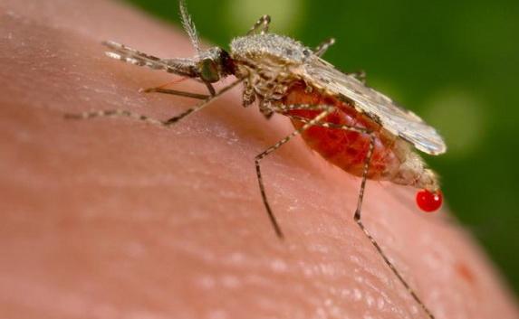 Севастополец заразился малярией