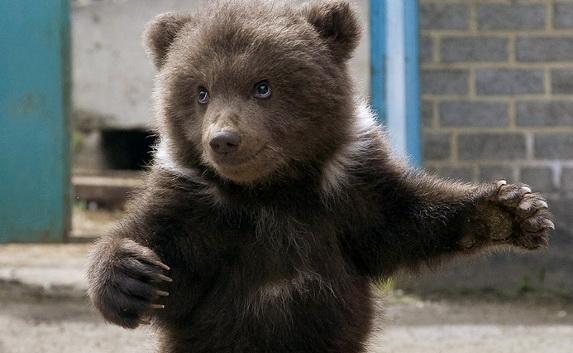 ​Аксёнову Кадыров подарил медвежонка