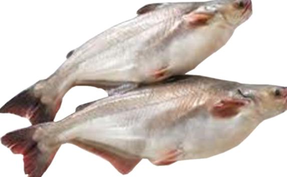​Вьетнамская рыба с Херсонщины упорно пробивалась в Крым
