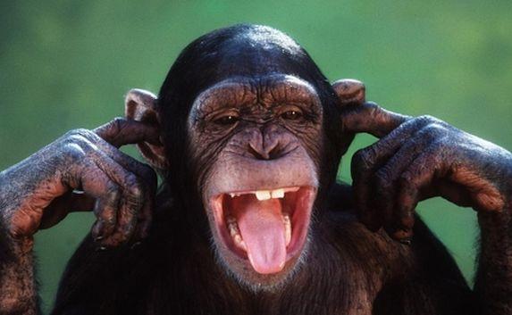 Планета обезьян: в Липецке на детей напали приматы