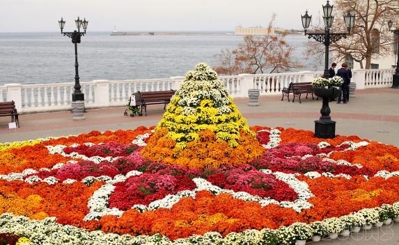 В Севастополе началась осенняя ярмарка цветов «Бал хризантем»