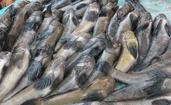 ​В Крым не пустили две фуры с украинской рыбой