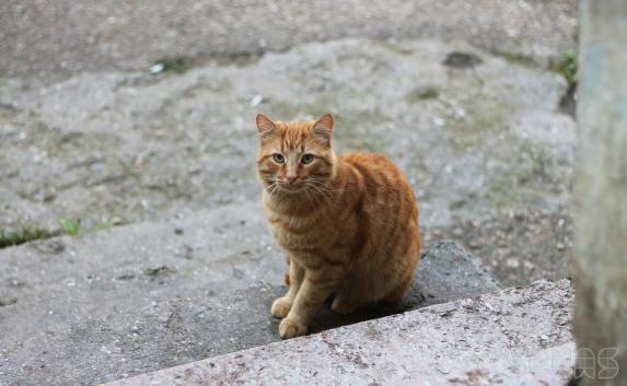 ​Кошка оставила Симферополь без света