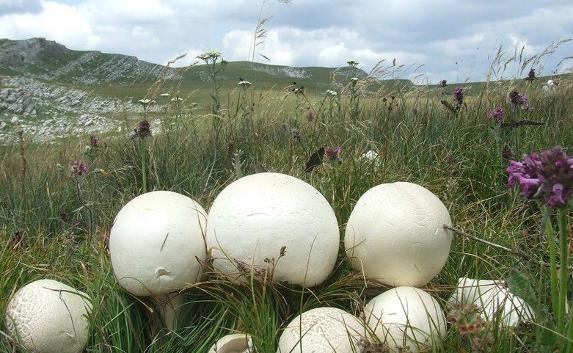 В Севастополе участились отравления грибами, четверо горожан умерли
