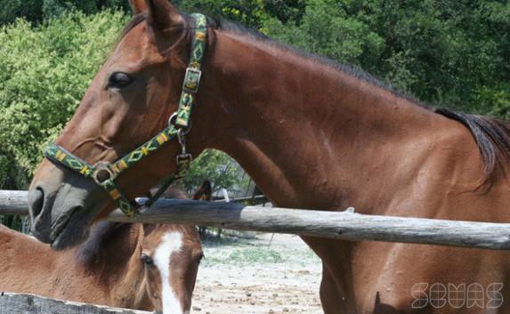 В Севастополе упавшую лошадь поднимали 14 спасателей