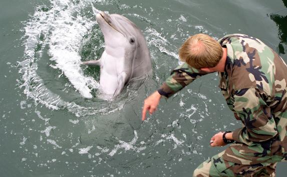 ​Россия опровергла учения с боевыми дельфинами в Чёрном море