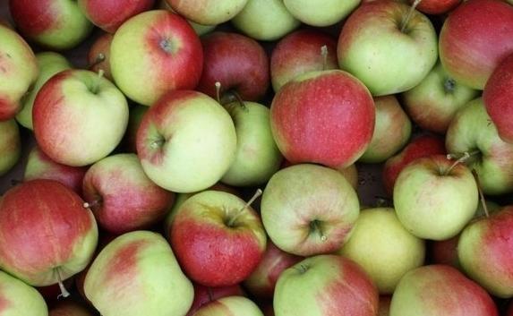 В России задержали фуру-беженца с польскими яблоками