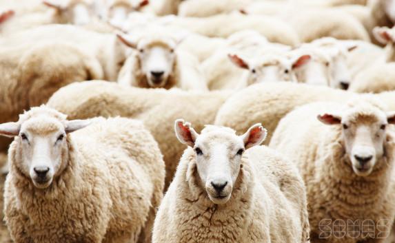 ​В Крым не пропустили крупную партию овец из Украины