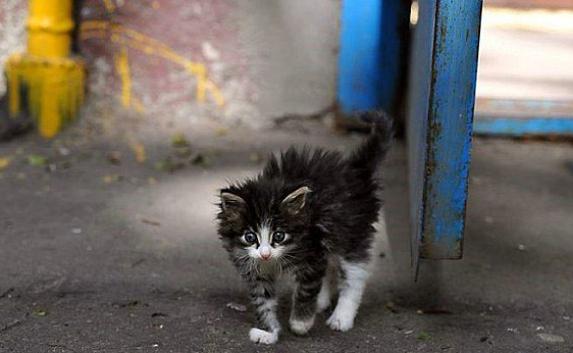 В Севастополе выпустят календарь с бездомными животными