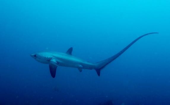 Учёные сфотографировали роды акулы в океане