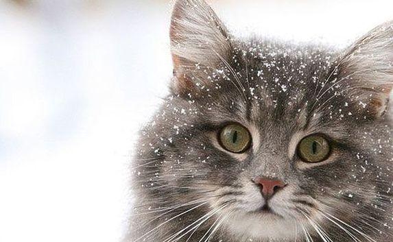 Российская кошка стала звездой зарубежных СМИ