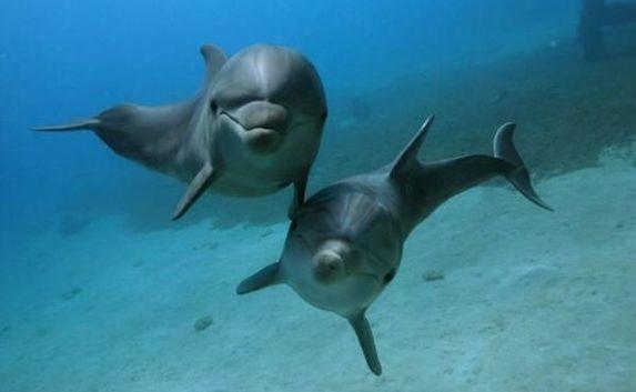 Из Крыма хотели вывезти дельфинов по липовым документам