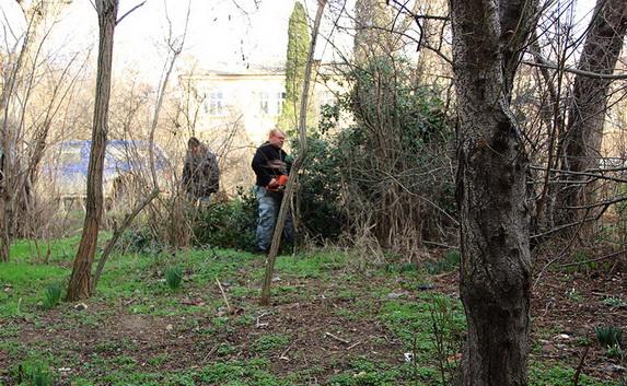 На Дыбенко спилили смертоносное дерево после публикаций СМИ