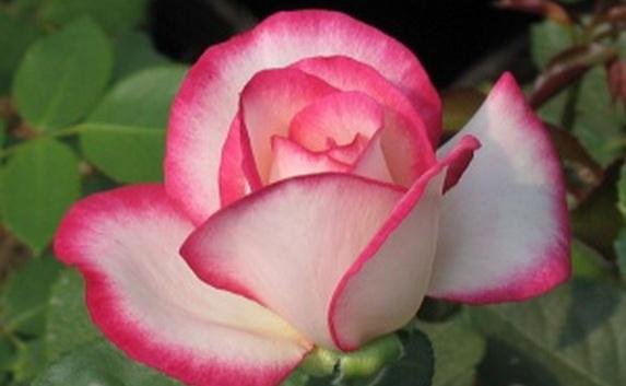 В Никитском ботсаду вывели сорт роз «Крымская весна»