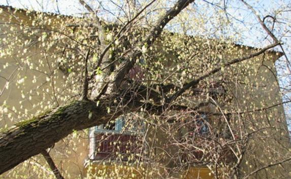 Жители Горпищенко не могут добиться вывоза упавшего дерева
