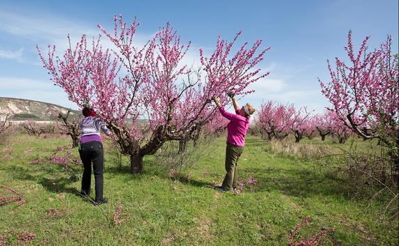 Январские морозы повредили урожай персиков и винограда в Крыму